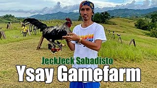 Best Gamefowl Ysay Gamefarm By JeckJeck Sabadisto [upl. by Otrebcire]