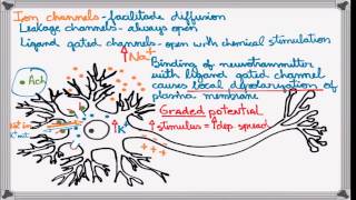 Best Action Potential explanation [upl. by Neraj]