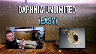 How I Raise Daphnia Water Fleas And You Can Too [upl. by Everard]