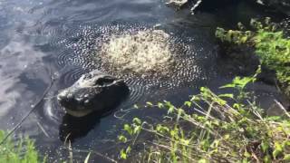 Alligator bellows at Paynes Prairie [upl. by Yendic]