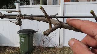 How to Prune Muscadine Grapes [upl. by Fleta]