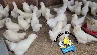 White Ameraucana chickens  Cackle Hatchery [upl. by Ettelohcin]