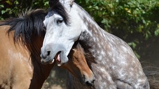 Beautiful Natural Stallion amp Mare Courtship Dance [upl. by Kano]