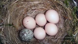 Ask the Naturalist Should I remove a Cowbird egg [upl. by Rosenkranz]