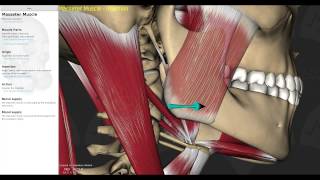 Muscles of Mastication Smart Lecture [upl. by Harned569]