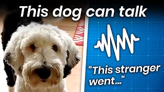 The Dog Who Learned to Form 5Word Long Sentences [upl. by Dysart]