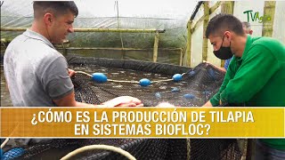 Como es la Produccion de Tilapia en los Sistemas Biofloc TvAgro por Juan Gonzalo Angel Restrepo [upl. by Mellman]