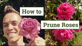 How to Prune Roses the Beginners Guide [upl. by Enia]