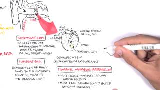 Anatomy  Middle Ear [upl. by Lucchesi]