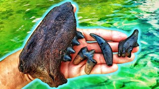 We Found AMAZING Dire Wolf Teeth Underwater in the River  Fossil Hunting in Florida  Direwolf 🐺 [upl. by Base747]