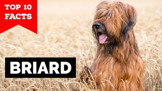 Briard  Top 10 Facts [upl. by Kenna]