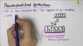 Pseudostratified Epithelium  Type  Function  Location [upl. by Absalom]