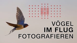 Kleine Vögel im Flug fotografieren und mehr  Vogelfotografie im Albufera Valencia Spanien [upl. by Tidwell]