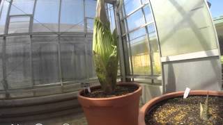 Timelapse flowering of the Titan arum at Mount Lofty Botanic Garden first vision [upl. by Aihseken237]