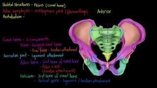 Skeletal Structures The Pelvis [upl. by Hellene]