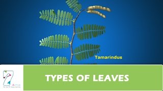 TYPES OF LEAVES [upl. by Anselmo]