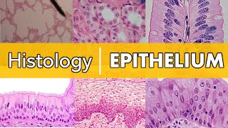 Histology  Epithelium [upl. by Fasta]