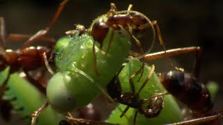 Praying Mantis Decapitated by Ant Swarm  Superswarm  BBC Earth [upl. by Hawger128]