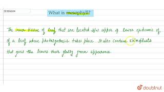 What is mesophyll [upl. by Aicilas879]