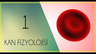 FİZYOLOJİ DERS NOTLARI3PART 1Kan nedirkandaki şekilli elementlerplazma ve serum [upl. by Nevs]