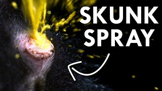 The Science of Skunk Spray [upl. by Mayhew49]