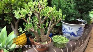 Succulents How to growing cuttingspruning Bonsai Jade crassula [upl. by Kayle]