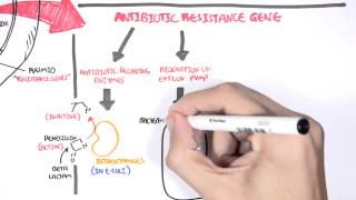 Microbiology  Bacteria Antibiotic Resistance [upl. by Carolynne]