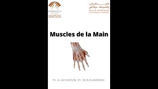 ANATOMIE FMPM MYOLOGIE DE LA MAIN [upl. by Noelopan]