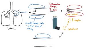 2 How to use inhalers  Ventolin salbutamol [upl. by Aelsel]