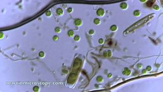 Pond Scum Under the Microscope [upl. by Irot279]