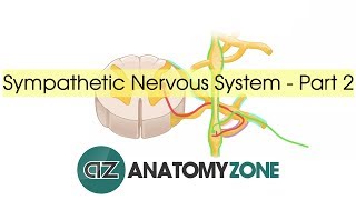 Sympathetic Nervous System Anatomy  Part 2 [upl. by Roselyn955]