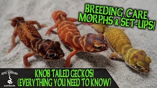 KNOB TAILED GECKOS everything you need to know [upl. by Nikita]