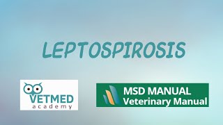 Leptospirosis [upl. by Knapp274]