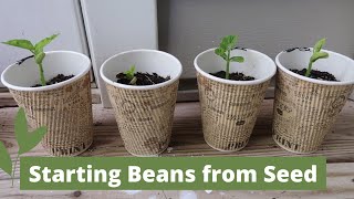 Growing Beans from Seed  How to Start Bean Sprouts [upl. by Annauqahs]