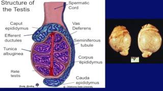 Lecture 15 part 2 Temperature Control of Testes for Bulls [upl. by Ariana273]