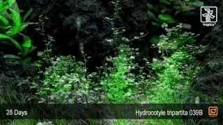 Hydrocotyle tripartita [upl. by Eatnom431]