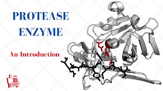 PROTEASE ENZYME An Introduction [upl. by Enyaht]