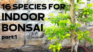 16 Tree Species for Indoor Bonsai Part 1 [upl. by Assehc]