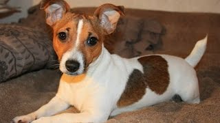 Funny Jack Russell Compilation [upl. by Shanon414]