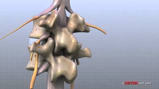 Lumbar Spine Anatomy [upl. by Llednahc887]