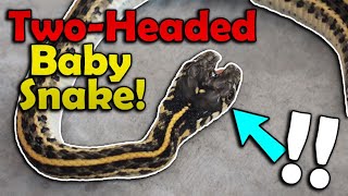 Our Snake Gave Birth to a DoubleHeaded Baby [upl. by Ainna512]