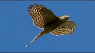 Sparrowhawk Bird Call Bird Song [upl. by Ardnuaek168]