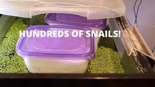 HOW TO hatch Mystery Snails the EASY way [upl. by Stanislas]