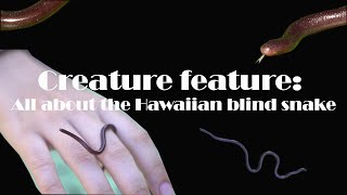 Creature feature The Hawaiian blind snake [upl. by Krall]