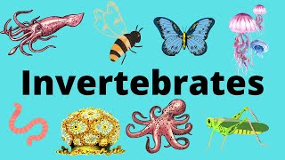 The Diversity of Invertebrates [upl. by Toiboid]