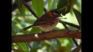 CANTO DEL COPETÓN COMÚN  RUFOUSCOLLARED SPARROW Zonotrichia capensis [upl. by Emmet]