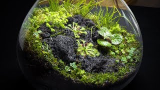 The Carnivorous Sundew Terrarium [upl. by Eidnew381]