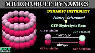 Dynamic Instablity Of Microtubules  Microtubule Dynamics [upl. by Tollman202]