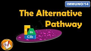 The Alternative Pathway  The Complement System Part II FLImmuno14 [upl. by Osicran]