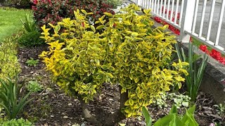 Prune To Shape Golden Euonymus  May 1 2021 [upl. by Pelson]